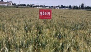 隴春44號